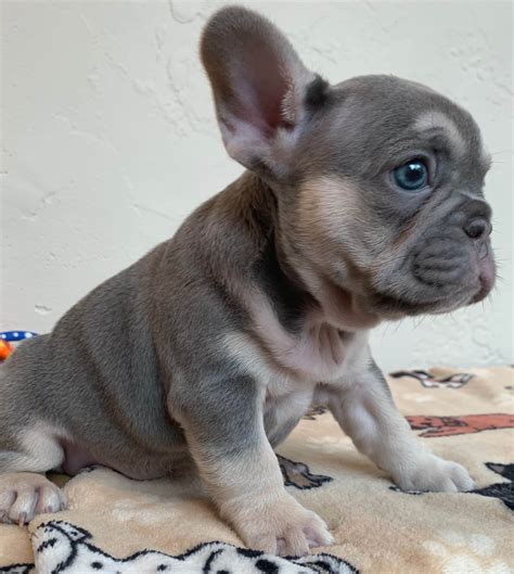  Are you also looking to adopt a free Frenchies for sale for a very small Rehoming fee? Join our Facebook platform to engage with other French Bulldog lovers and breeders, share ideas and adopt a puppy for a cheap fee