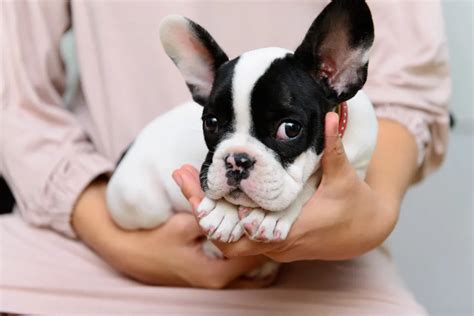  Are you interested in purchasing a French Bulldog? Fill out the below form and we