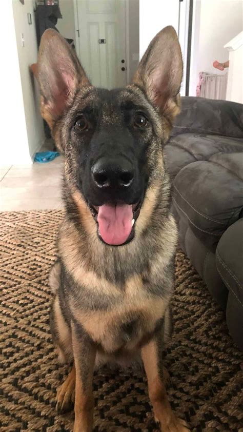  Are you interested in purchasing a German Shepherd? Fill out the below form and we