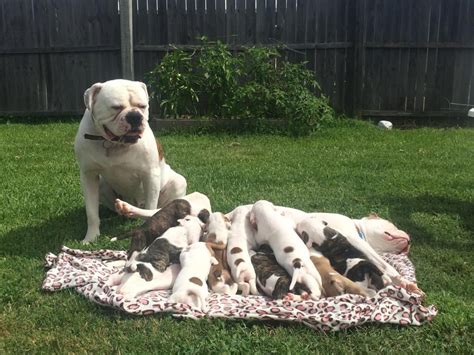  Are you looking to add an American Bulldog as a family member? Check out the AKC puppy finder to find a reputable breeder