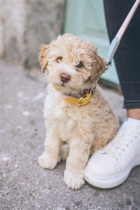  Are you prepared to adopt a pet? The idea of the Cockapoo was to create a non-shedding, active, and intelligent companion dog who required less coat care than other breeds of a similar size