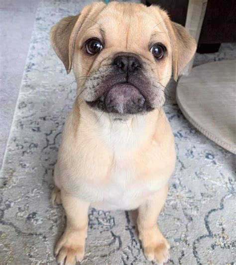  Are you searching for Pug English Bulldog Mix for sale? We will provide you with links to Bulldog and Pug breeders and hopefully, they also have designer breeds like the English Bulldog and Pug Mix for sale