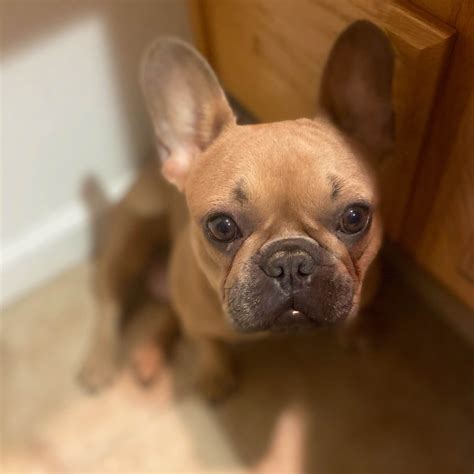  Are you searching for a furry companion that is both adorable and full of personality? Look no further than the French Bulldog