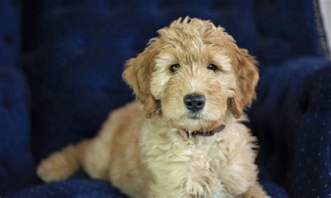  Are you unfamiliar with temperament testing or certification? Finally, another way to know what your Goldendoodle puppy will be like as an adult dog is to pour your heart, your time, and your attention into providing positive training and teaching your puppy how to be comfortable in a variety of situations