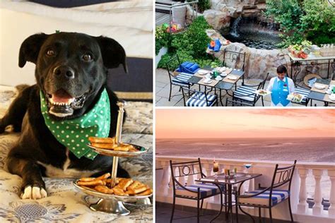  Arizona is a paradise for dog lovers, offering a variety of dog-friendly restaurants, parks, and events that cater to the canine community