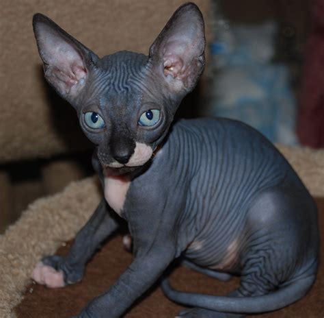  Arlington Looking for black kitten! The Sphynx breed, known for their hairless, wrinkled skin and large, bat-like ears, originated from a natural genetic mutation in the s