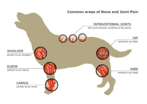  Arthritis is generally found in older dogs, but can also be triggered by infection, or tissue deterioration due to inflammatory response from immune disorders