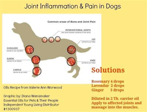  Arthritis is the inflammation of a joint, and it can affect dogs of all ages and breeds