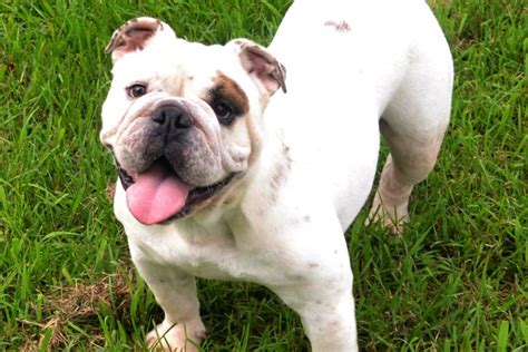 As English Bulldog Breeders specializing in producing healthy English Bulldogs, we have many interested customers near Huntsville, Alabama