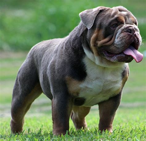  As English Bulldog breeders located near Virginia, we find that many potential adopters located in the city are interested in our breeding program