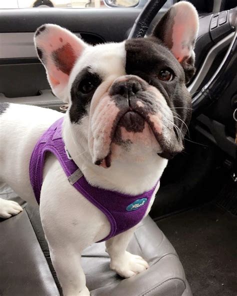  As Frenchie owners, you can now feel confident during your shopping experience! FAQs How do I know the right size of the harness for my dog? Can a harness stop my dog from pulling? Training is the most effective way to stop pulling