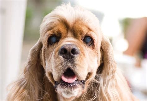  As Petcarex reports, Cocker Spaniels are prone to cataracts and glaucoma and can pass these to any offspring