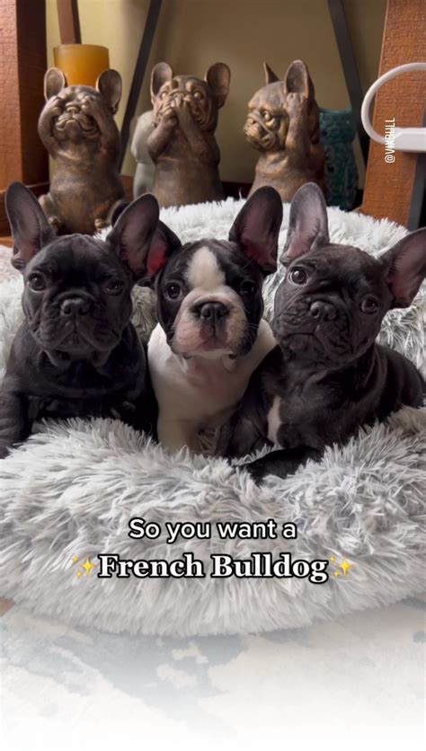  As a Frenchie parent, you