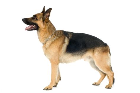  As a barrel-chested breed, the German Shepherd is also at risk for bloat
