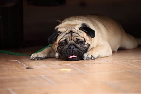  As a brachycephalic dog, they will also snort and snore