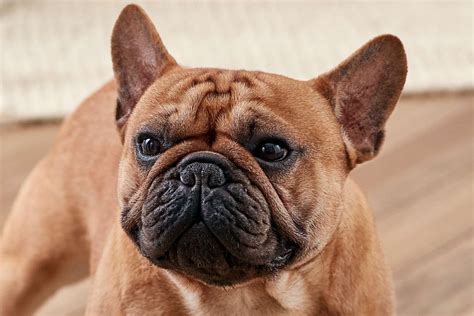  As a breed, French Bulldogs are known for their unique personalities and affectionate nature