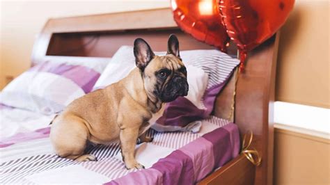  As a breed who loves to sleep, Frenchies have certain places in your home that they love to snooze on, but why? Below are common places that Frenchies go for a nap and why they like them