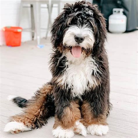  As a crossbreed, some Mini Bernedoodles have thicker, longer hair while others have shorter and curlier hair