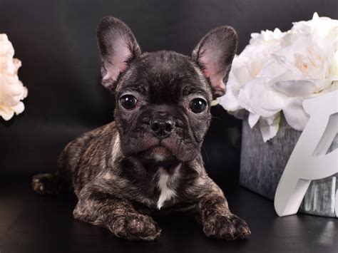  As a dedicated French Bulldog breeder, we take pride in raising each of our puppies by hand in the comfort of our home, ensuring they receive all the love and attention they deserve