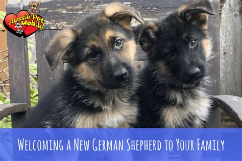  As a dog lover, when you welcome a German Shepherd puppy into your family, they become an integral part of your life