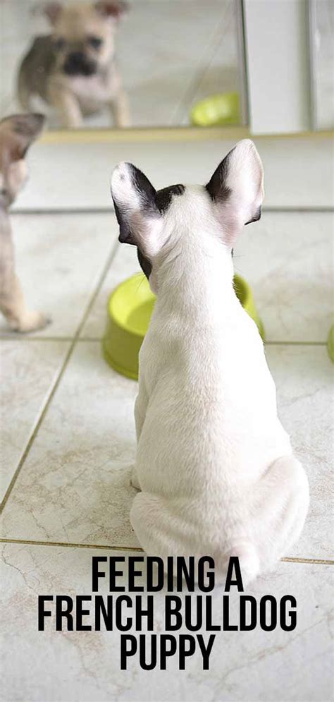  As a general rule of thumb, you should feed a French Bulldog puppy aged 8 to 12 weeks around 1 and a half cups of food a day, in 3 separate meals