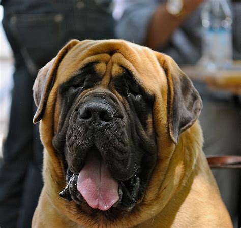  As a giant dog breed, their life span is usually shorter, but some English Mastiffs have been known to live for up to 18 years! One of the heaviest dogs recorded was an English Mastiff named Aicama Zorba
