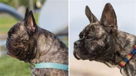  As a husband and wife team, we are committed to specializing in breeding healthy quality French Bulldogs that are AKC registered to the breed standard
