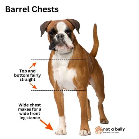  As a larger, barrel-chested dog breed, the Golden Shepherd, like their parent breeds, is also at a higher risk for bloat