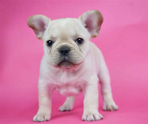  As a leading French bulldog breeder in Indiana and surrounding states, our experienced team at Family Puppies understands the French bulldog breed like the back of our hands
