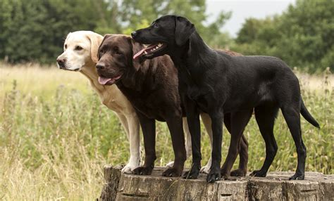  As a medium to large breed, Labrador Retrievers need at least one year to reach their full size