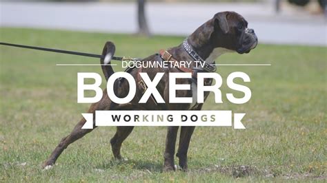  As a member of the Working Group, Boxers can be found competing in dog sports like agility, obedience, and herding