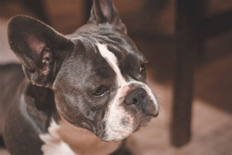 As a mixed dog breed, the Frenchton can exhibit any combination of characteristics from the parent breeds
