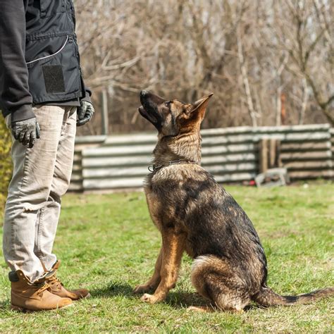  As a puppy, you can help teach your German Shepherd important social skills through intentional training moments that are positive and allow your puppy to develop their confidence in social situations