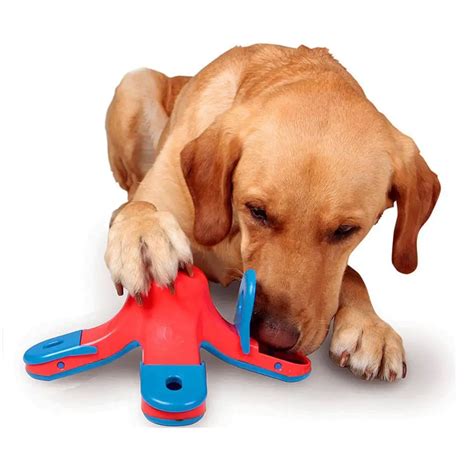  As a puppy parent, strive to offer non-impact movement such as hiding balls in the yard or offering a puzzle toy, as these games lower the risk of joint and bone damage early on