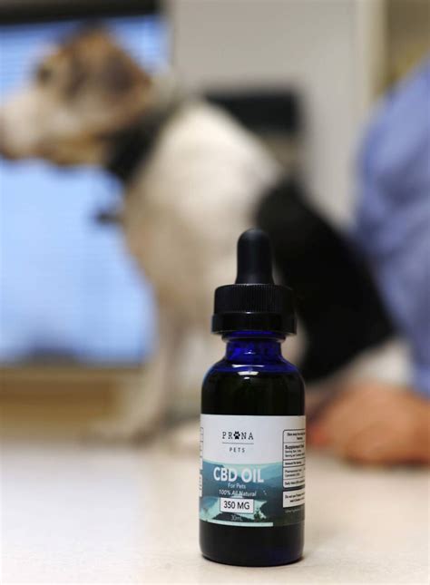  As a result, CBD is non psychoactive and appears safe to be used on pets