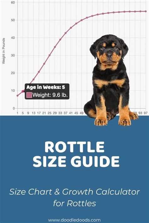  As a result, a Rottle puppy could reach a height of anywhere between 10 and 27 inches 25 to 