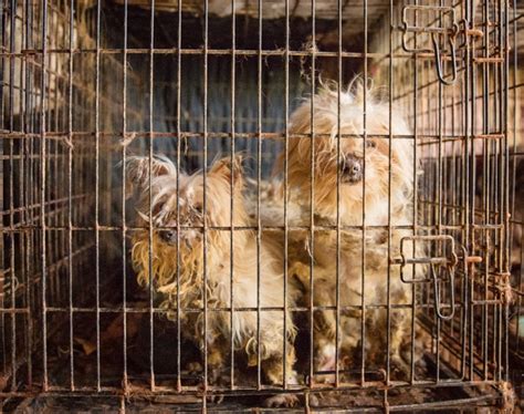  As a result, dogs bred in puppy mills are often prone to genetic illnesses and other health problems