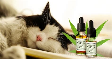  As a result, when cats use CBD oil, they will have the same positive effects humans experience