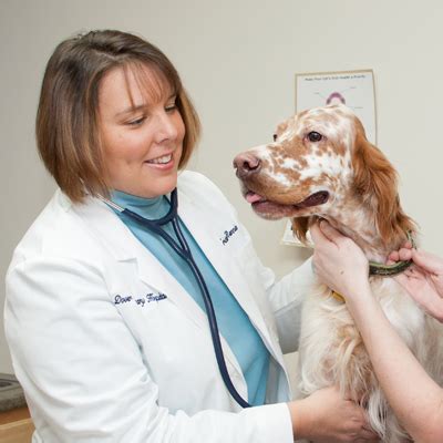  As a result, with the assistance of a skilled holistic or integrative veterinarian, you can identify the best therapies for your dog