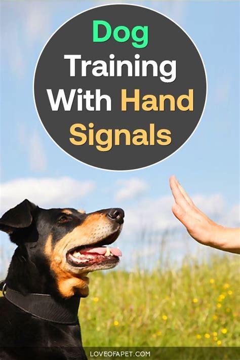  As a result, your dog will immediately respond by reacting, obeying, and performing actions to your hand gestures or verbal commands