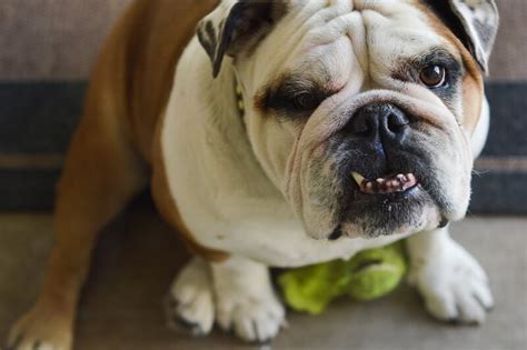  As a result of decades of breeding to ensure a flat nose and stout figure and those famous wrinkles , English Bulldogs are unfortunately prone to a few genetic disorders