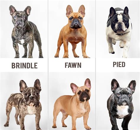  As a rule of thumb, the most common colors are the best Frenchie Prices