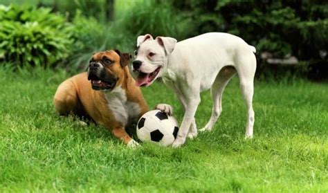  As active dogs, they need a lot of exercise to keep them mentally fit, apparently having a mind of its own, you will find your boxer entertain itself by digging the ground often, chewing, and licking the mouth to beat boredom