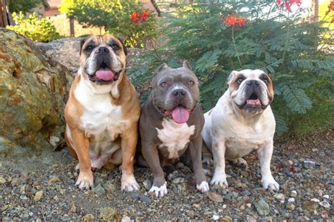  As an English Bulldog Pitbull mix aspiring owner, it is crucial to know the different advantages and disadvantages of breeding English Bulldogs and Pitbulls together