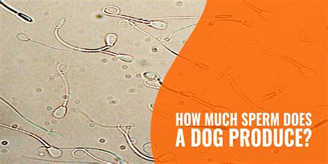  As dogs age, their sperm count decreases as well as the quality of that sperm