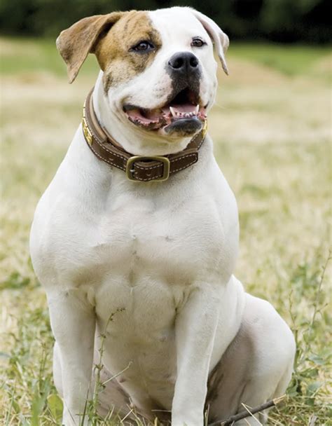  As earlier stated, the American bulldog is a fun-loving, happy dog that thrives in a family setting