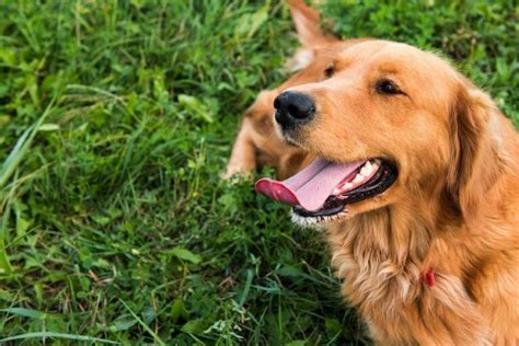  As for barking, Golden Retrievers typically do not bark without reason
