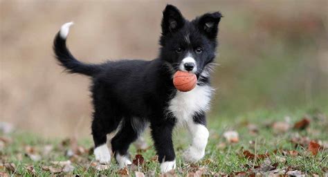 As for personality, this mix may have an amazing temperament, as the collie is famously calm, level-headed, and sweet compared to the bouncy exuberance sometimes seen in shepherds