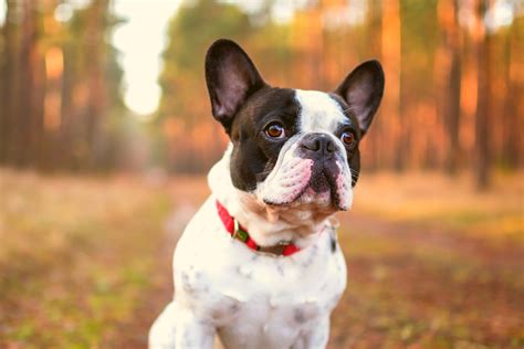  As for the French Bulldog, they are a bit lower to the ground than the Boston Terrier and are even more stocky and muscular