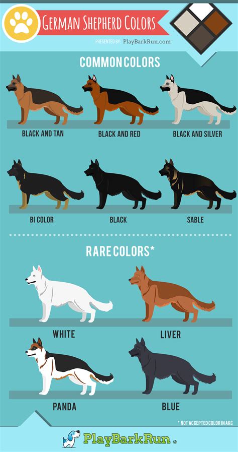  As for the coat color, a Germanees puppy can come in one of the many German Shepherd coat colors , including solid black, white, liver, or blue